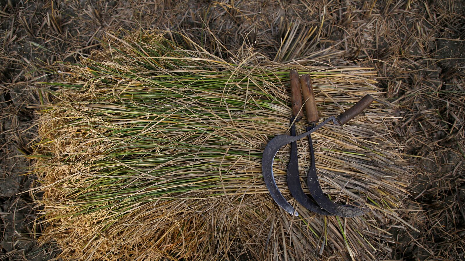 2017-10-30T000000Z_1727065660_RC1F5A0FC620_RTRMADP_3_NEPAL-DAILYLIFE_sx3mcm