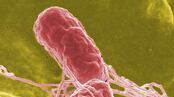 articles/2010/08/17/egg-recall-and-salmonella-outbreak-symptoms-statistics-more/tdb-salmonella_120792_lxoqlx