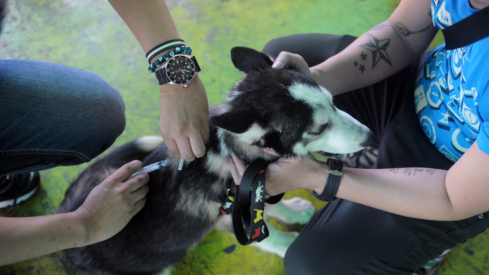 articles/2016/08/30/it-s-come-to-this-some-americans-are-taking-their-pets-drugs/160830-Place-americans-take-pets-drugs-Tease_y83cmj