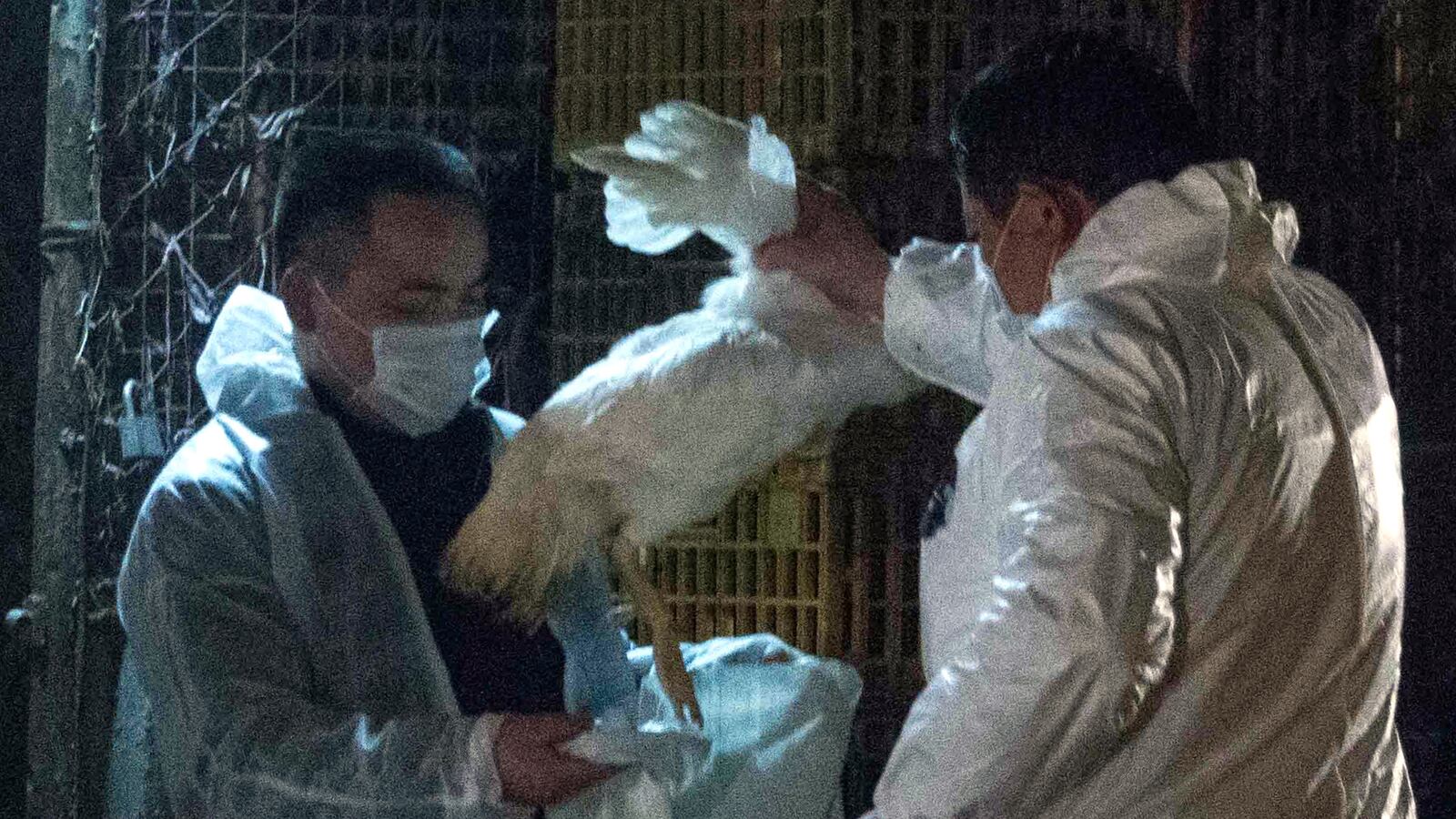 cheats/2013/04/05/china-kills-birds-after-sixth-flu-death/130405-H7N9-china-flu-cheat_vtnwx2