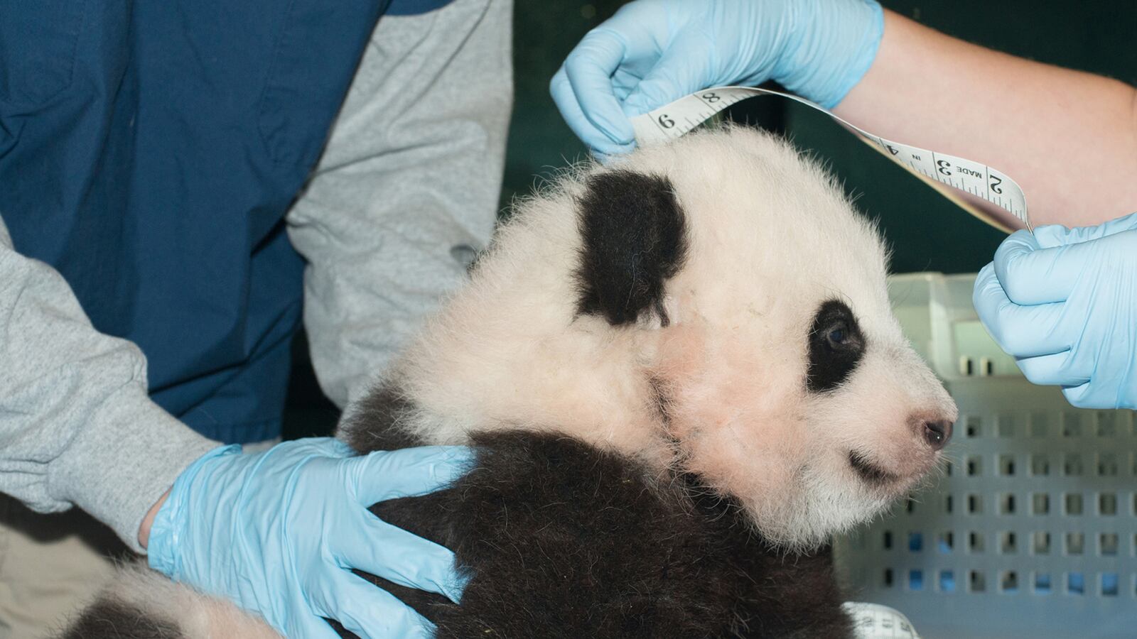 cheats/2013/12/01/panda-cub-named-bao-bao/131201-bao-bao-cheat_wkbcfq