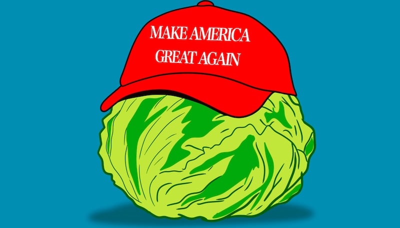 Maga lettuce illustration