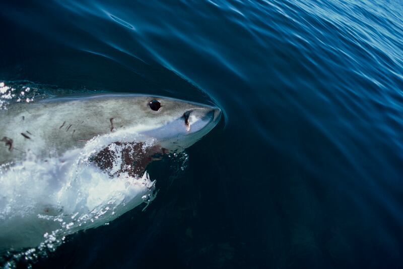 articles/2013/02/27/new-zealand-filmmaker-killed-by-shark-and-more-attack-videos/130227-vid-shark-attack_eikzrm