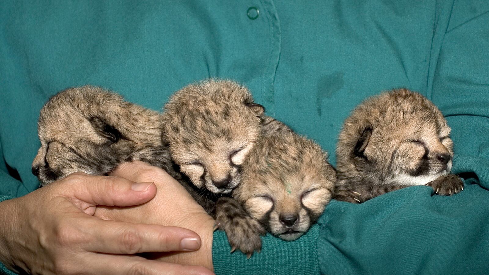 videos/2016/03/24/dog-adopts-baby-cheetahs/160324-Nathan-baby-cheetahs_uoi0ng