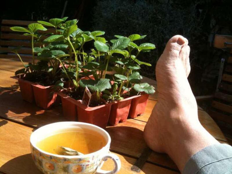 galleries/2010/07/14/best-celebrity-twit-pics/twitpi714---devito_uk01ya