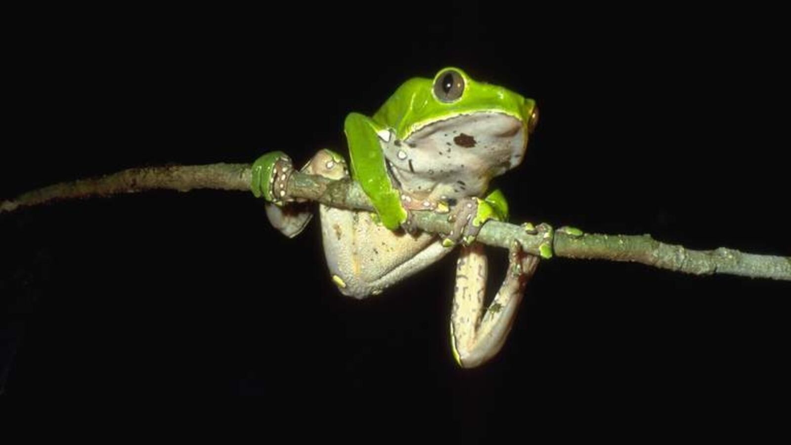 Phyllomedusa_bicolor01a_hrgiix