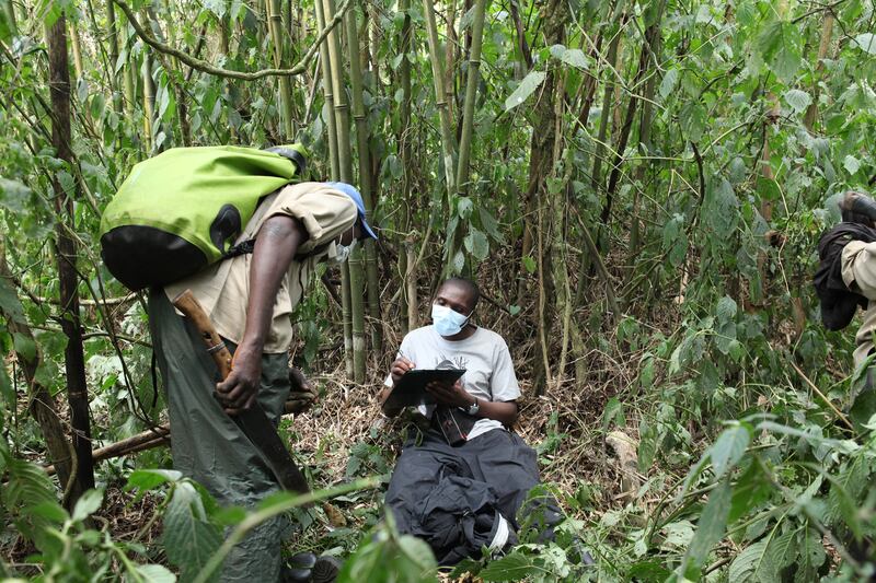 galleries/2015/06/21/the-mountain-gorillas-of-virunga-photos/150617-strochlic-gorilla5_fffyu3