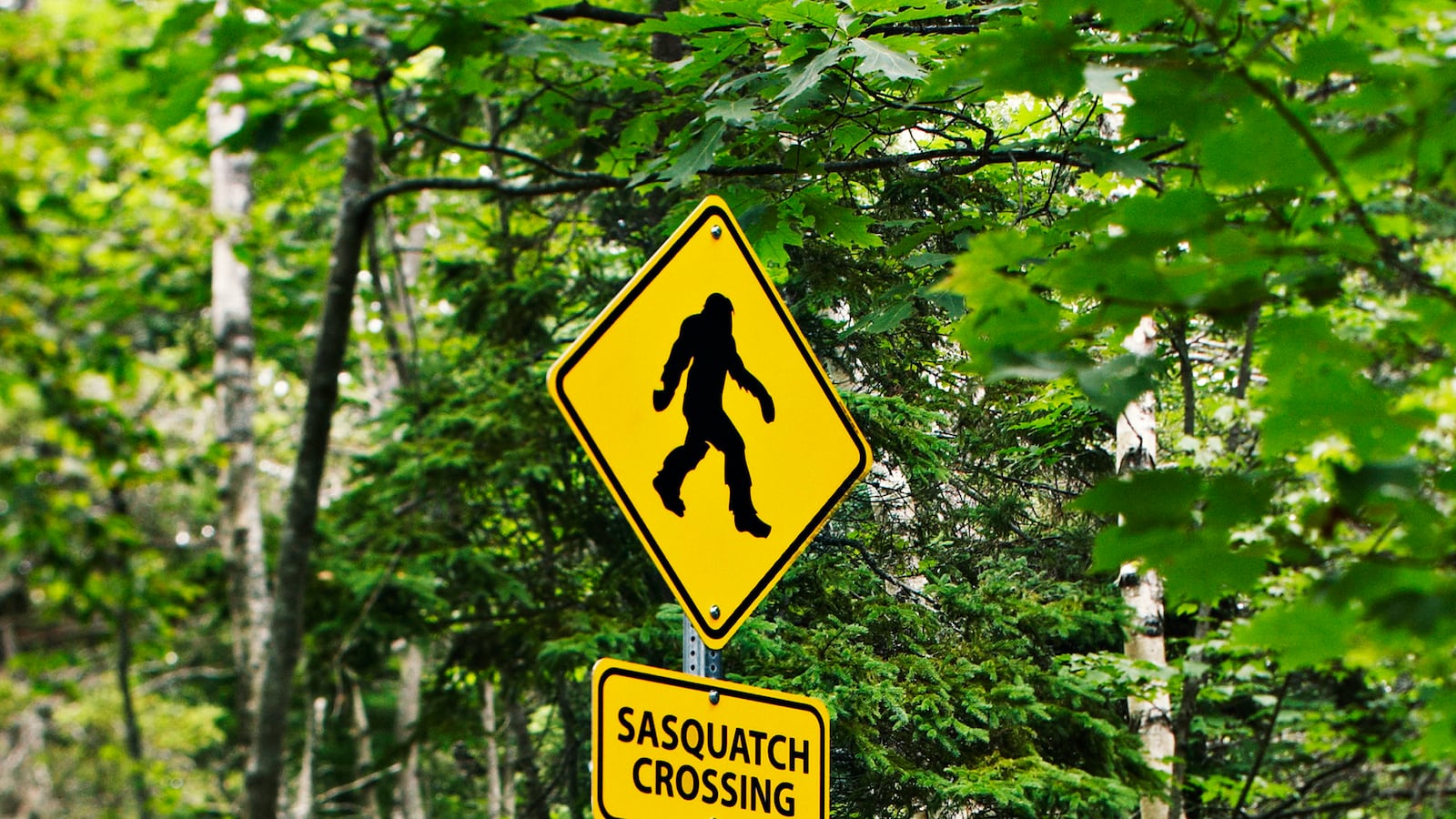 articles/2014/07/03/sorry-bigfoot-truthers-yetis-aren-t-real/140703-bigfoot-tease_pof81y