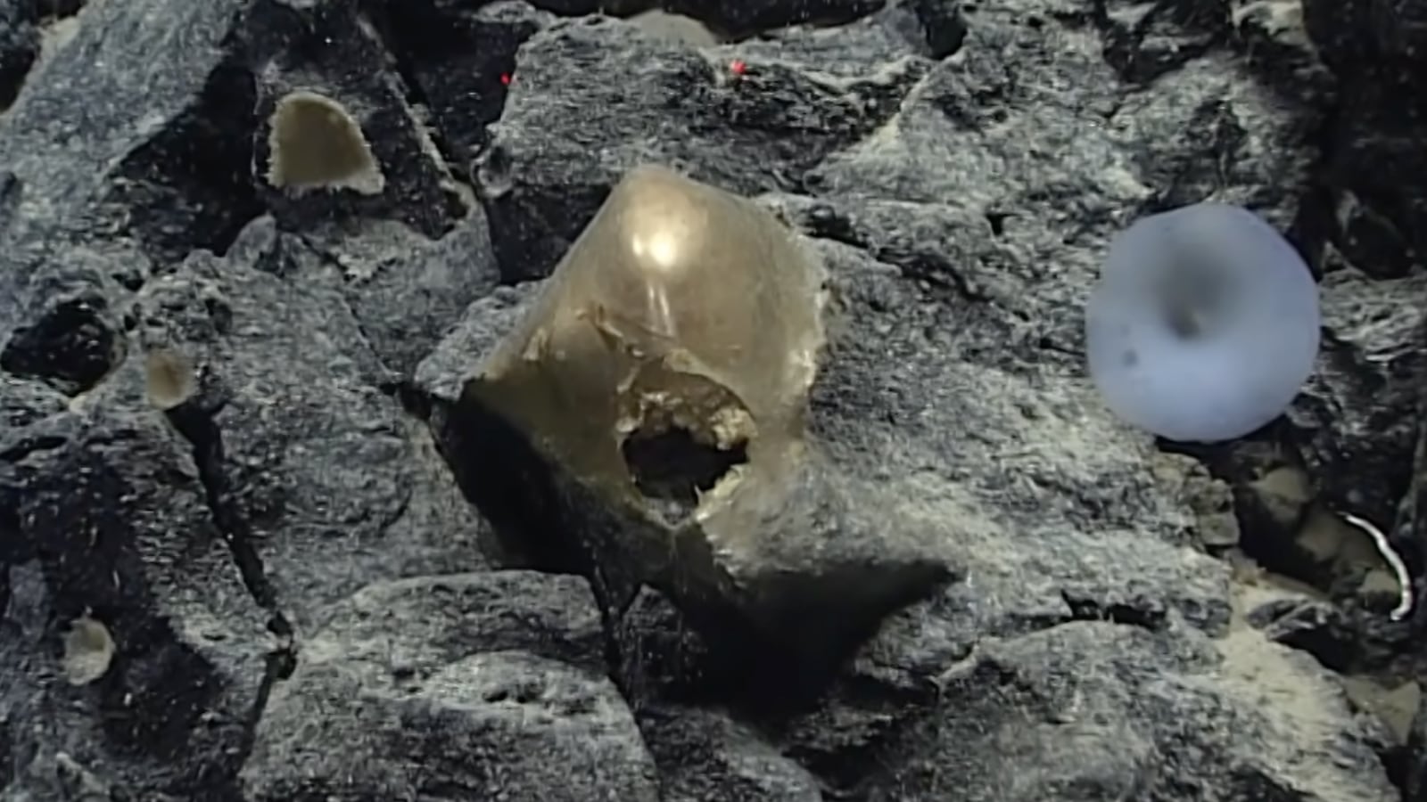 NOAA Ocean Exploration, Seascape Alaska