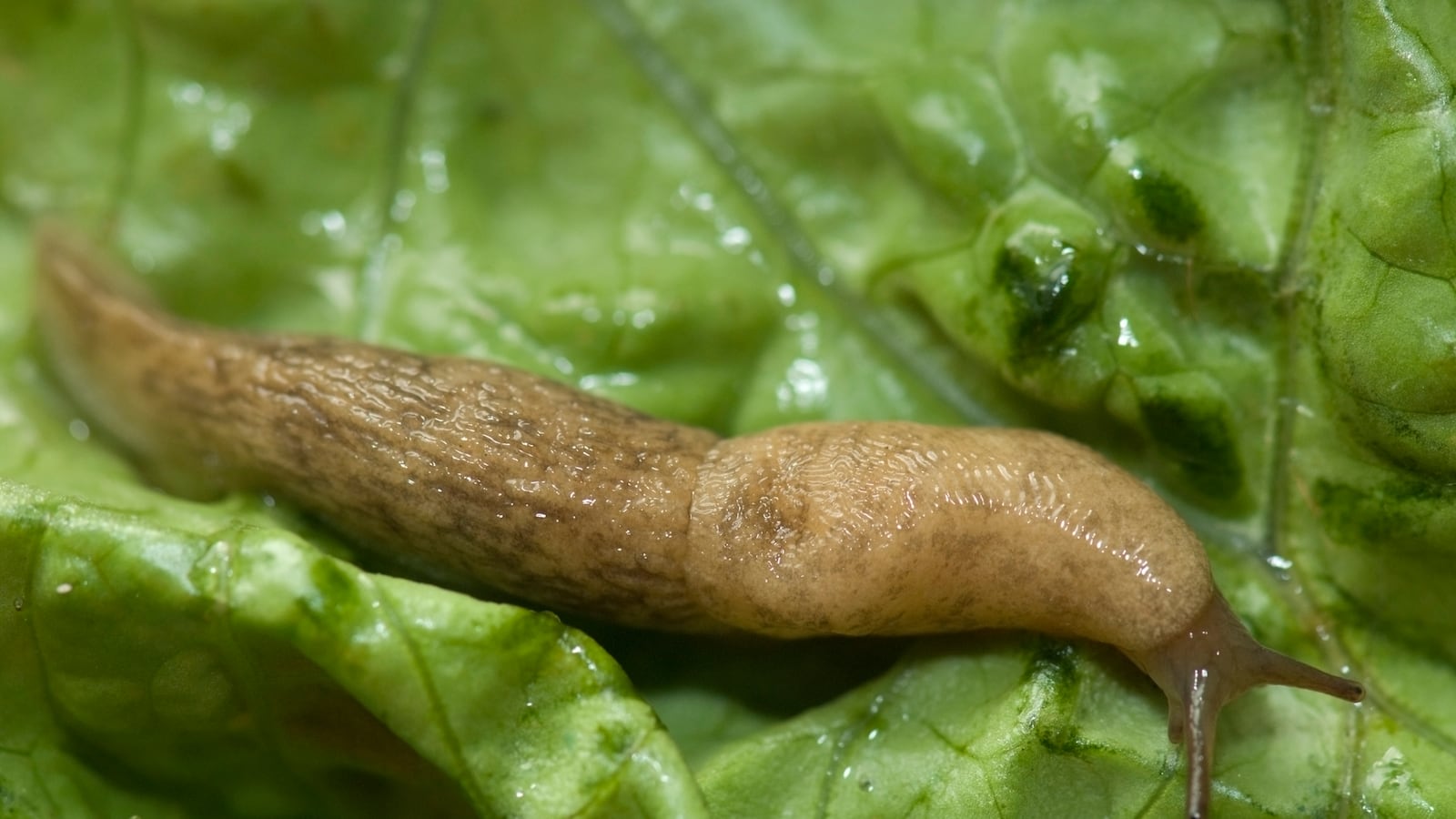 cheats/2013/08/15/science-insect-goo-could-replace-stitches/130815-slug-tease_oaosoa