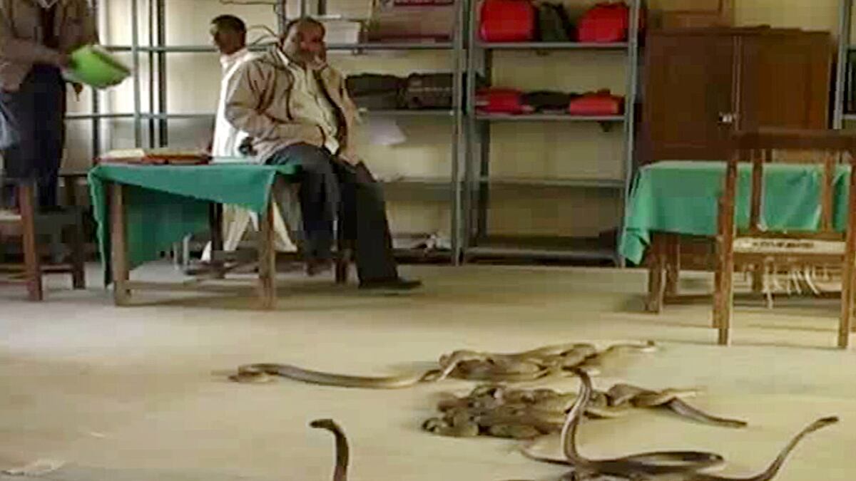 cheats/2015/05/19/study-snakes-ancestors-had-hind-legs/india-snakes-cheat_hjpibh