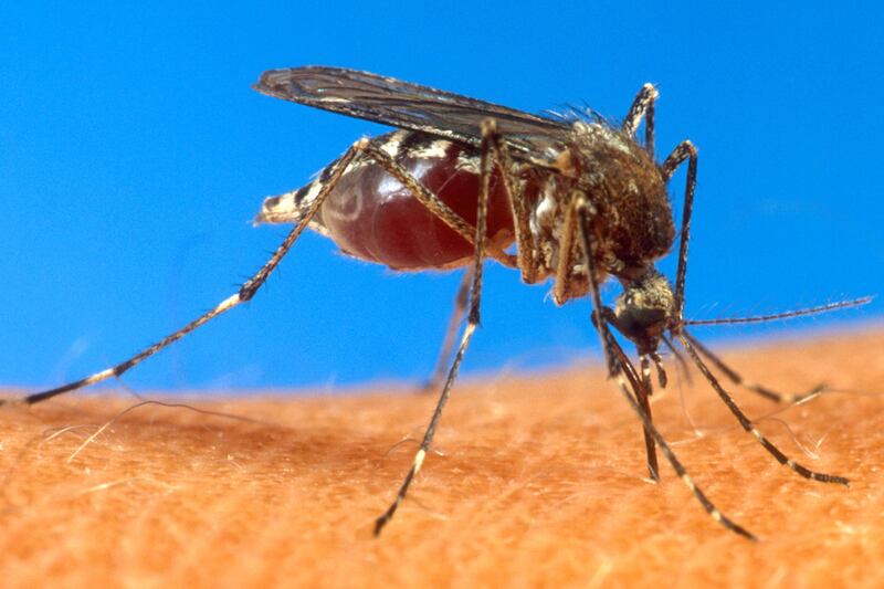 galleries/2013/05/24/cicadas-sharks-and-more-horrors-to-come-in-summer-2013-photos/130525-summer-mosquito_v52cwp