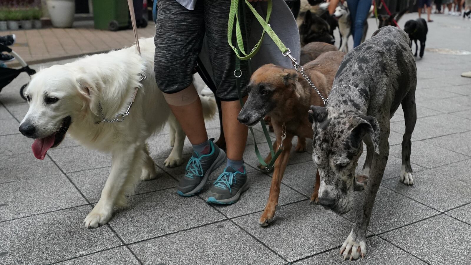 Dog sitters walk several dogs through the pedestrian street Váci utca in the city center.