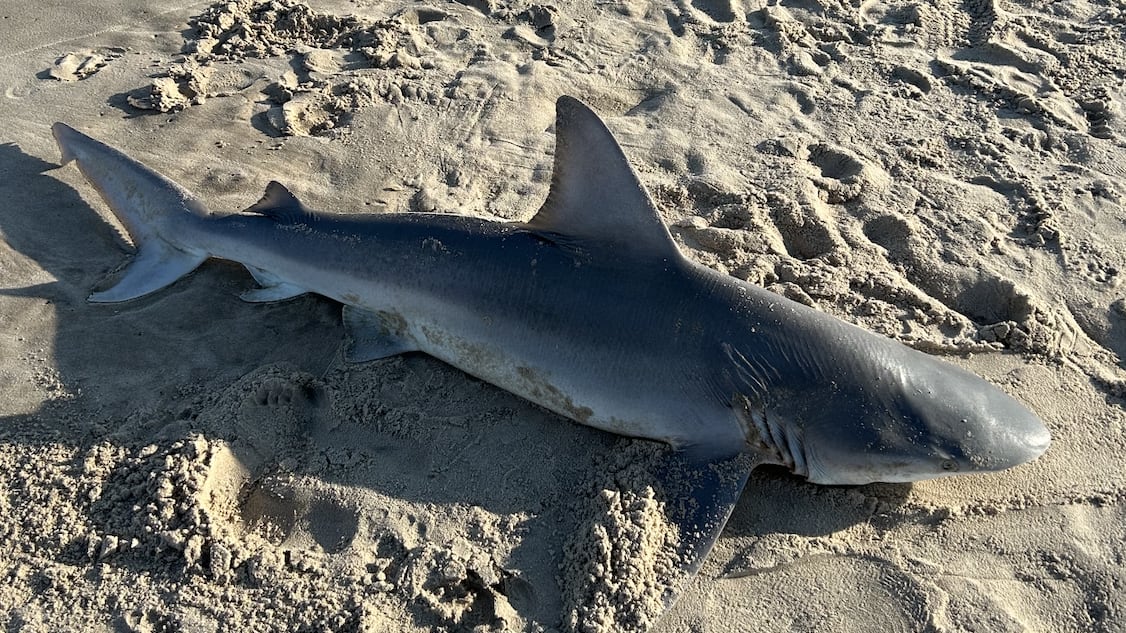 A shark washed ashore on a beach in The Hamptons.