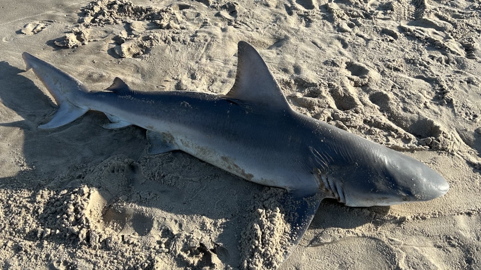 A shark washed ashore on a beach in The Hamptons.