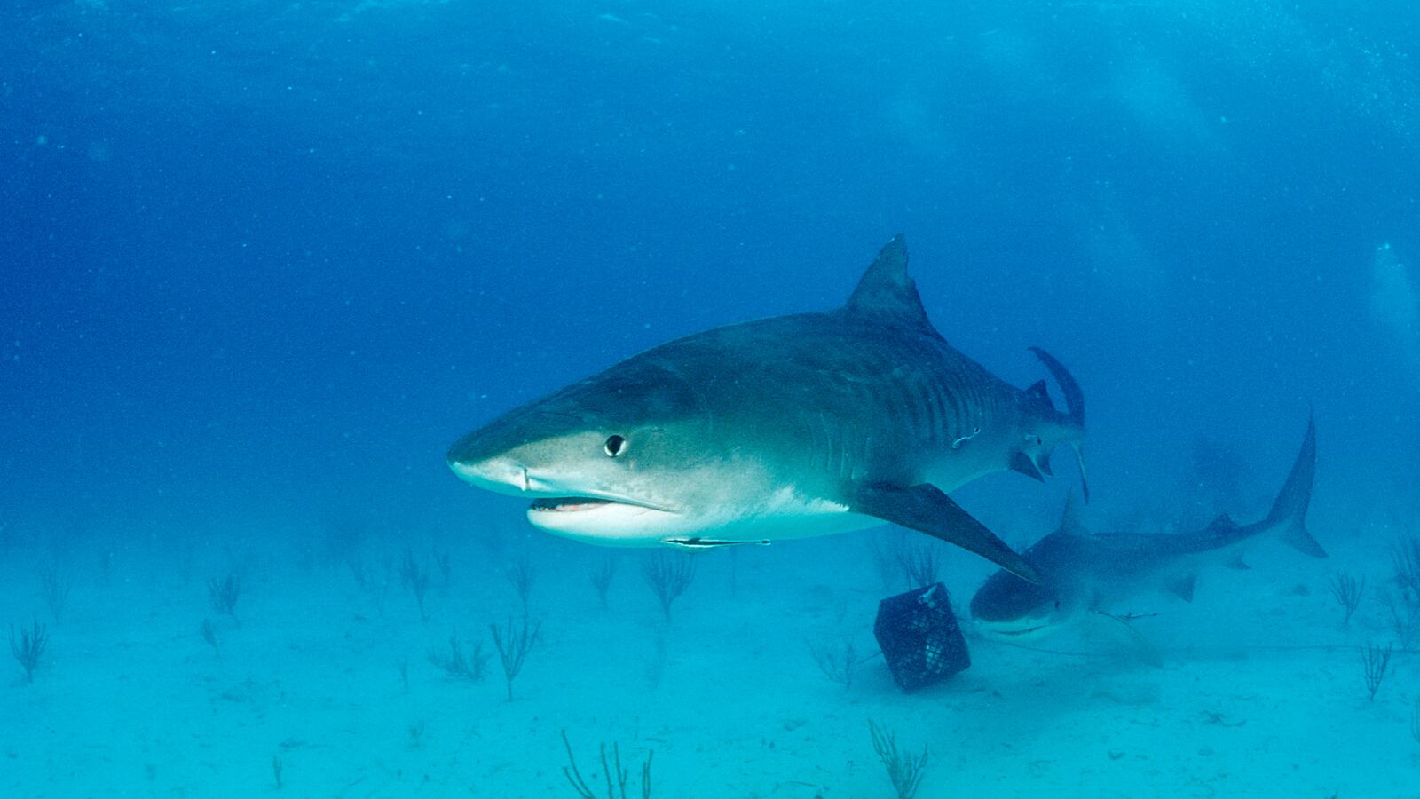 Tiger Shark, Galeocerdo cuvier, Bahamas, Grand Bahama Island, Atlantic Ocean