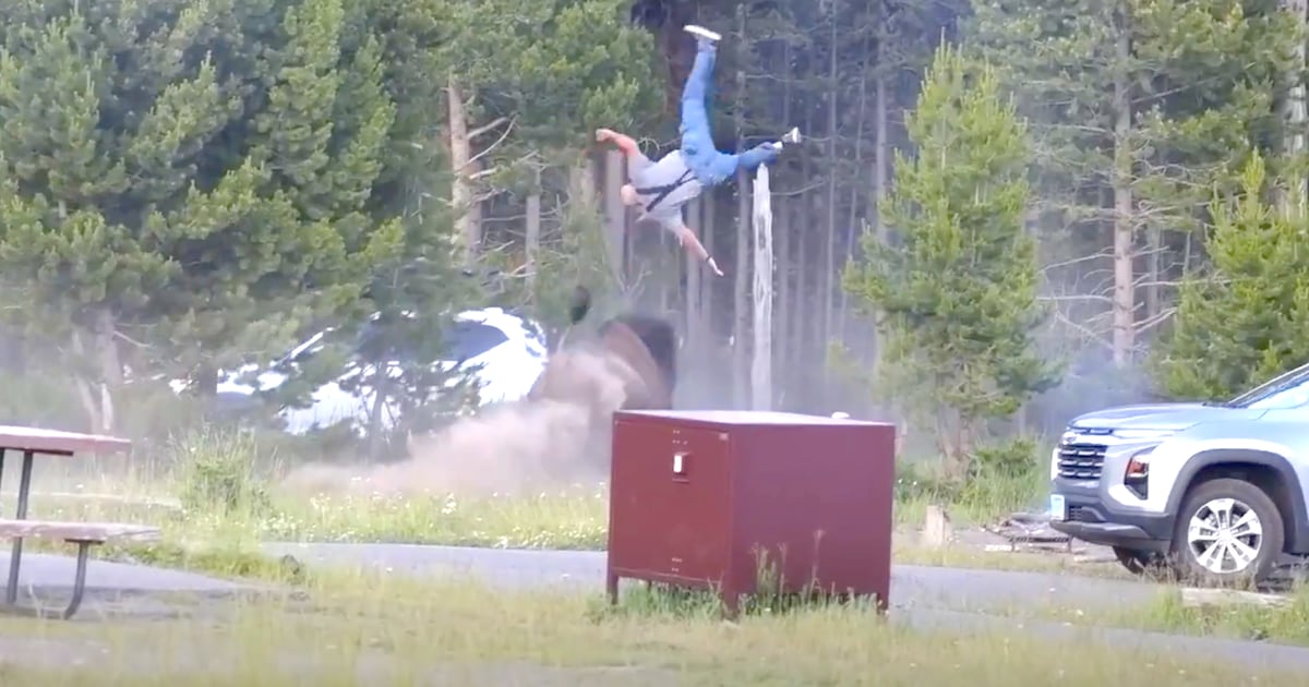 Brutal Injuries of Tourist Attacked by Bison in Shock Video Revealed