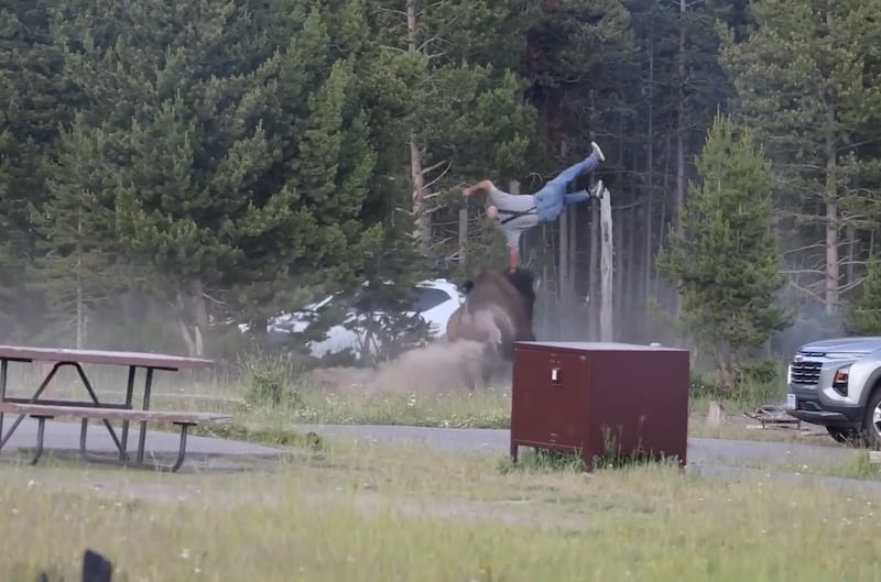 The bison charges the man, tossing him high in the air.