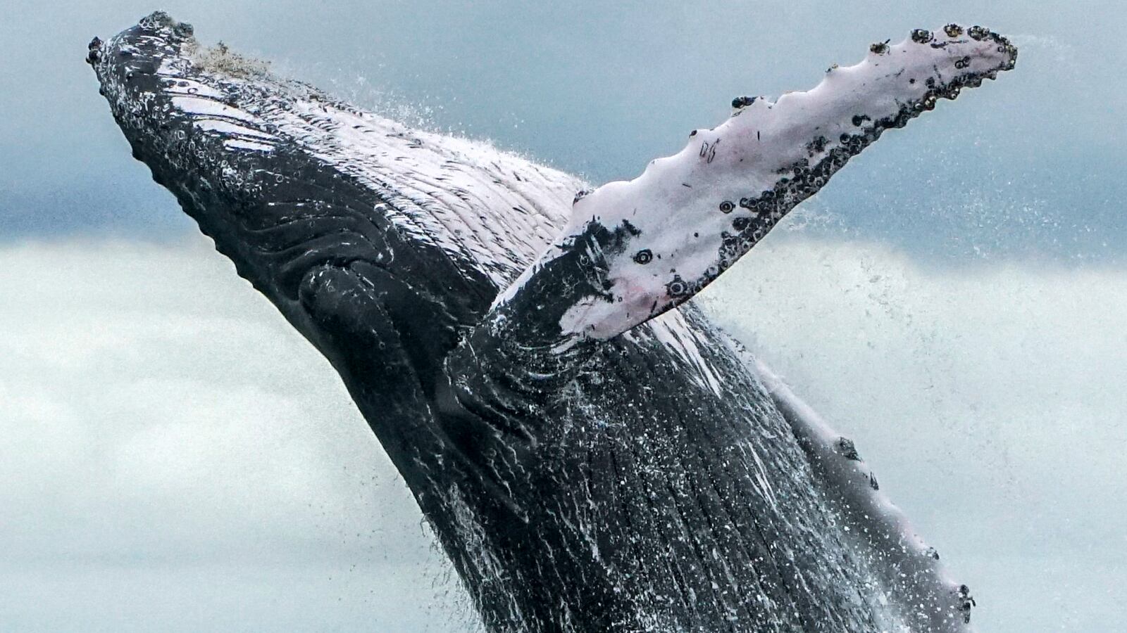 GettyImages-1016798614_qh07xo