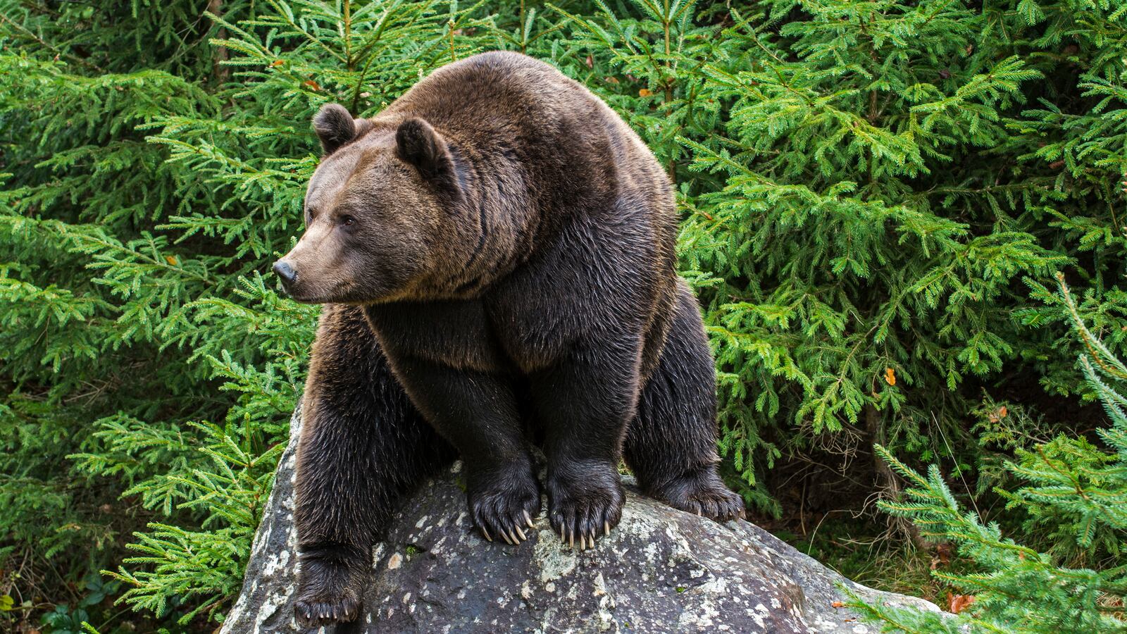 GettyImages-601067072_fth7na