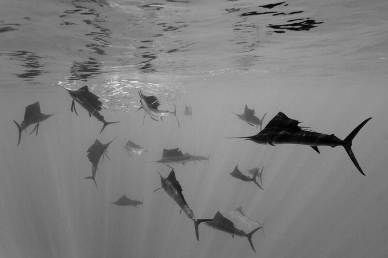 galleries/2011/02/11/world-press-photo-awards/world-press---reinhard-dirscherl_fwhcs8