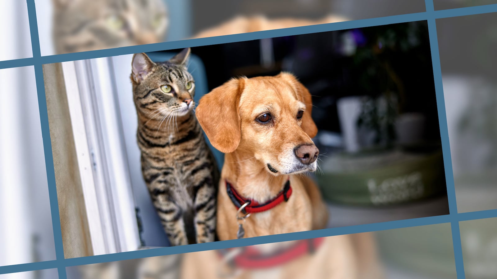 Best toys for pets home alone 2022