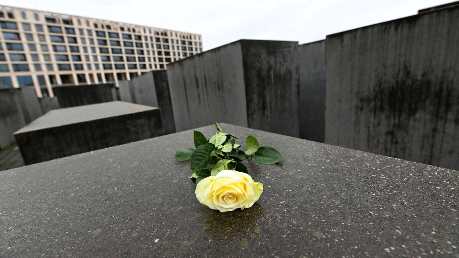 A flower is seen at the Memorial to the Murdered Jews of Europe in Berlin, Germany.
