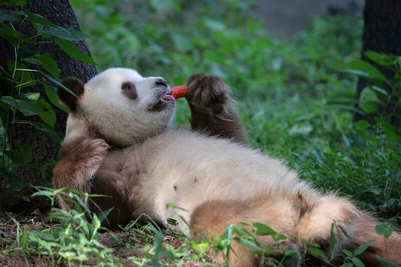 galleries/2013/09/13/week-in-photos-september-13-2013/130912-panda-wip_oxx1uh