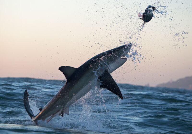 galleries/2010/06/29/shark-week/shark-week---9_zg4i4f