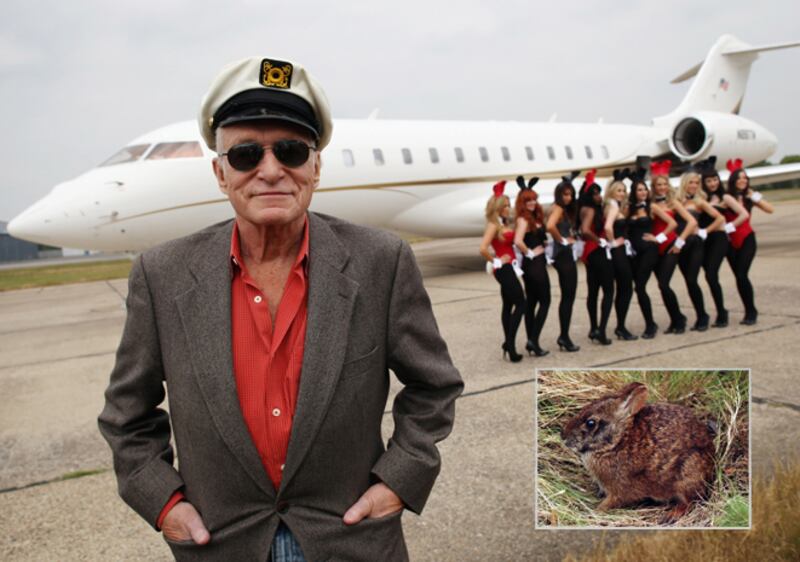 galleries/2012/01/05/hasselhoff-crab-and-10-more-species-named-after-celebrities-photos/species-named-after-celebs-hefner_f9psaq