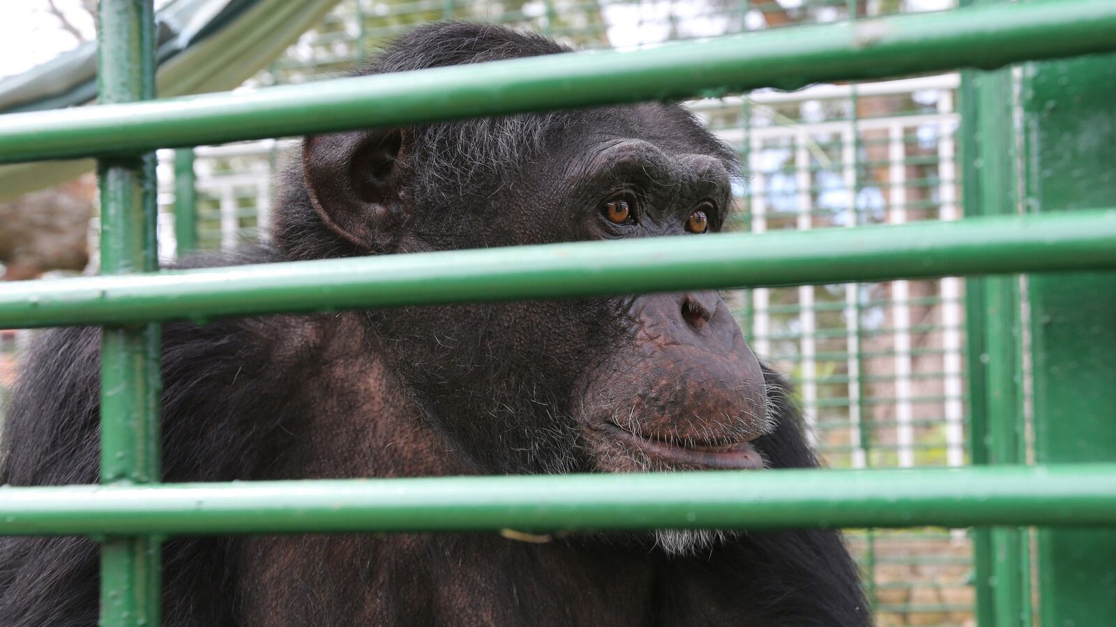 cheats/2014/10/08/tommy-the-chimp-fights-for-human-rights/141008-chimp-cheat_zwgd5n