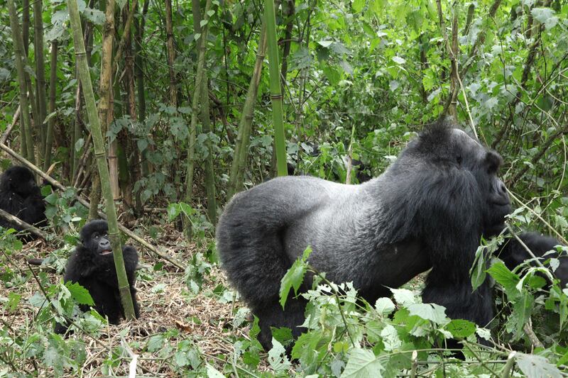 galleries/2014/11/06/a-belgian-prince-gorillas-guerrillas-the-future-of-virunga-photos/141105-congo-prince9_pgsmkh