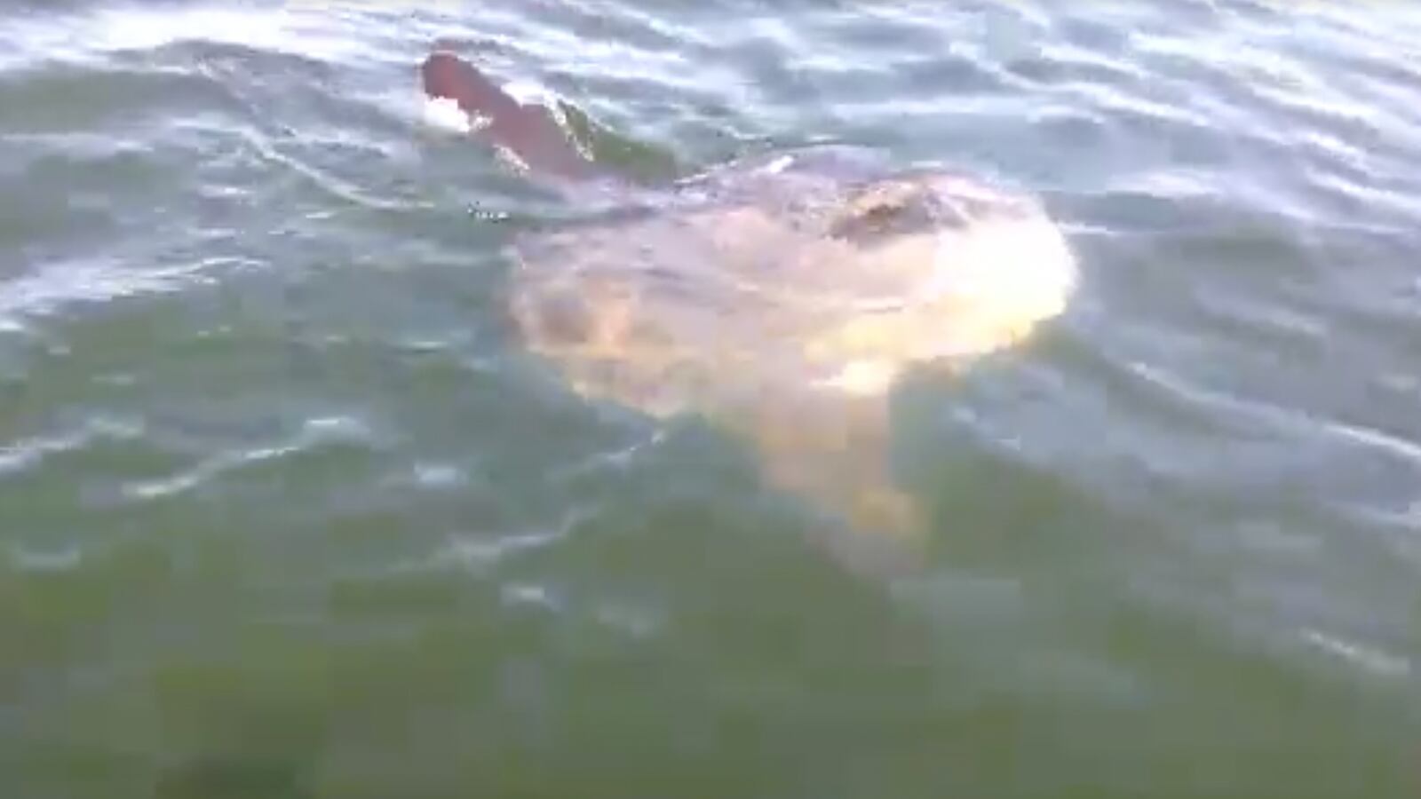 articles/2015/09/23/fish-gets-most-boston-reaction-ever/20150923-bostonfish-joiner_pogzav