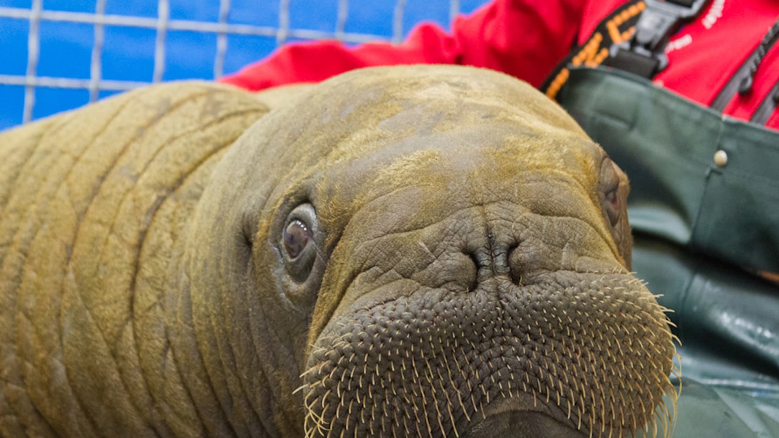 cheats/2012/10/10/orphan-walrus-sent-to-nyc-aquarium/walrus-nyc-aquarium-cheat_py4mpj