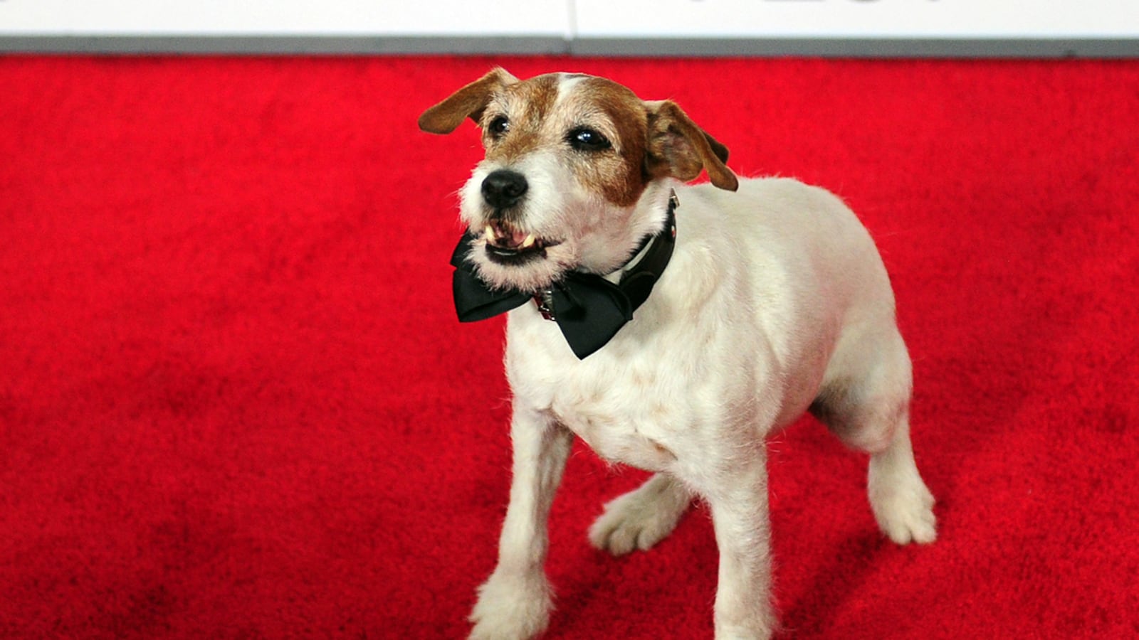 articles/2011/12/05/hollywood-s-top-dog-the-artist-star-uggie/uggy-breakout-dog-star_nxxfic