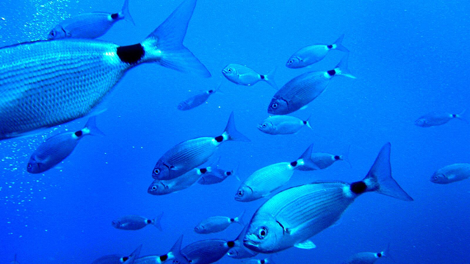 articles/2015/06/18/pacific-blob-may-be-worsening-drought/150618-joiner-pacific-warming-tease_maogwg