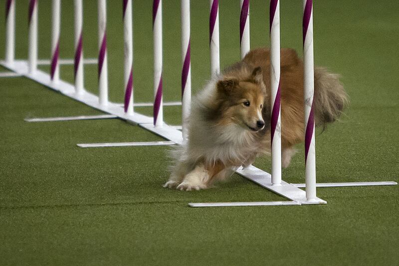 galleries/2015/02/18/westminster-kennel-clubs-annual-dog-show-photos/150217-dog-show-10_styu9v