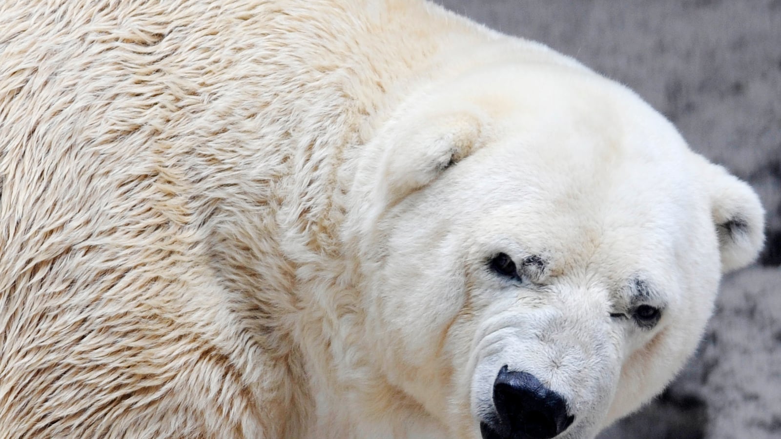 articles/2014/07/23/more-bad-luck-for-depressed-polar-bear/140723-depressed-polar-bear-haglage-tease_ryhaic
