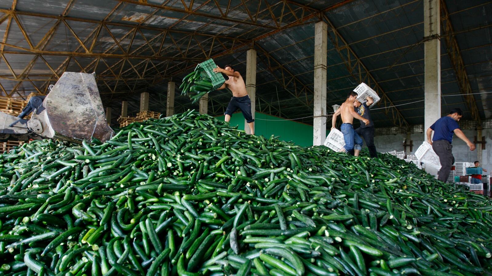 cheats/2015/09/05/cucumber-salmonella-kills-1-sickens-285/150905-cucumber-salmonella-cheat_rb5mzb