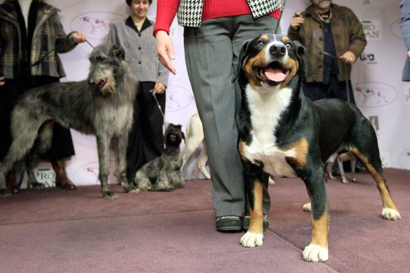 galleries/2012/02/11/new-breeds-to-watch-at-westminster-photos/new-breeds-at-westminster-entlebucher-mountain-dog_vlllbr