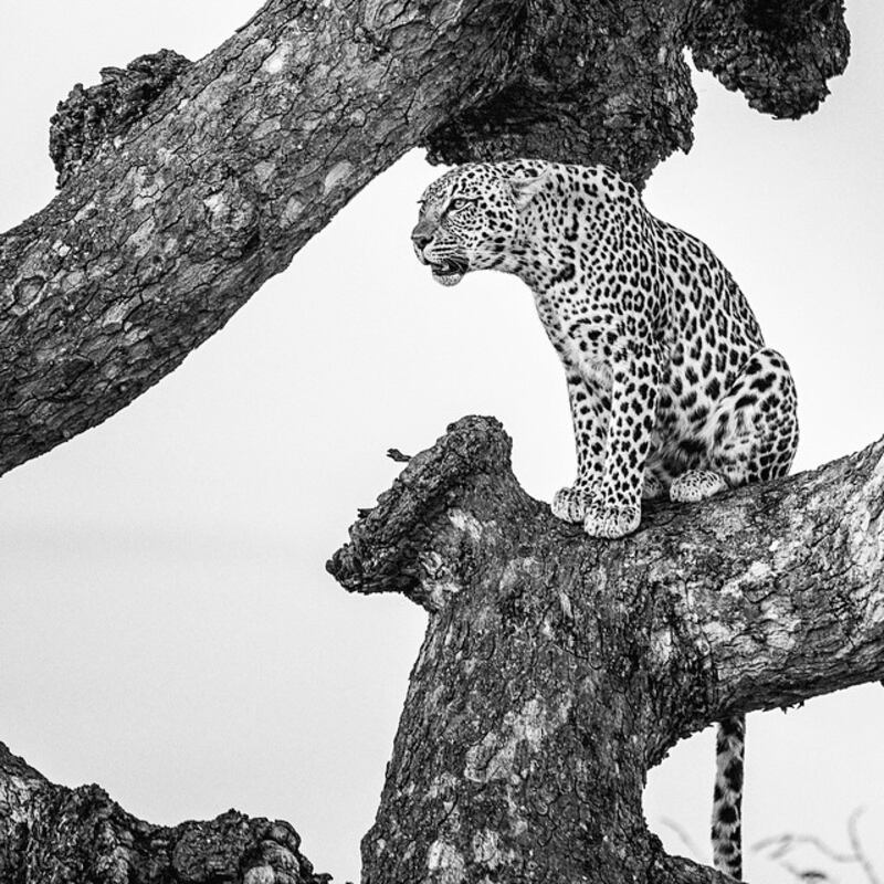 galleries/2015/03/22/beast-instagammer-of-the-week-andy-mann/150320-instagrammer-mann5_hcnuac