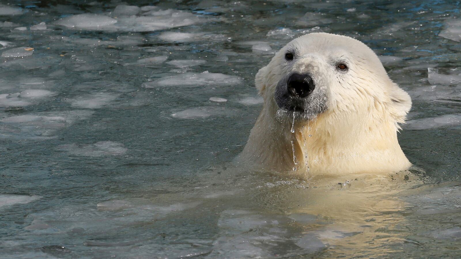 cheats/2015/06/12/global-warming-polar-bears-eat-dolphins/150612-polar-bear-cheat_rushrf