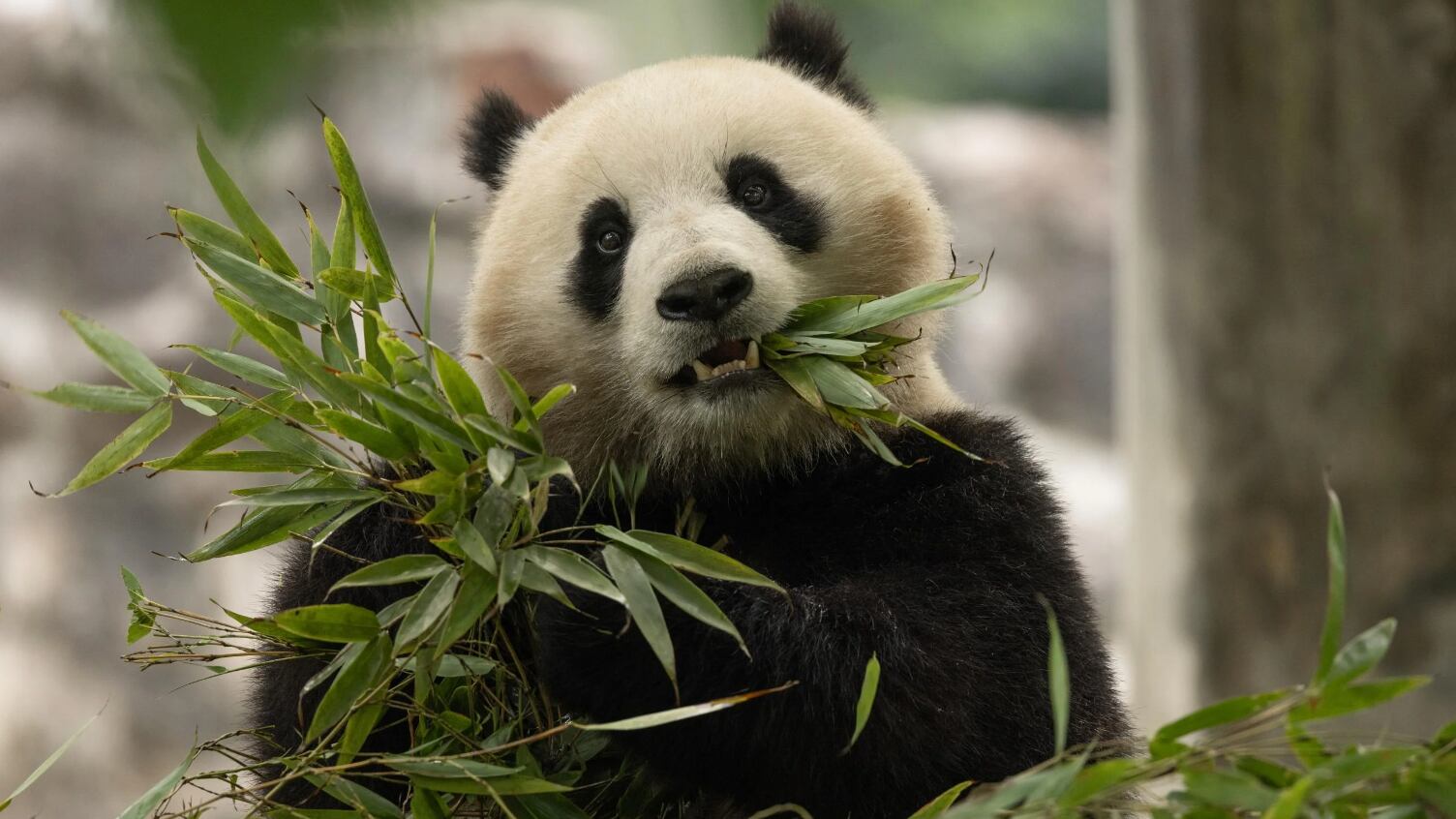 Two-year-old female giant panda Qing Bao eats bamboo in her habitat.