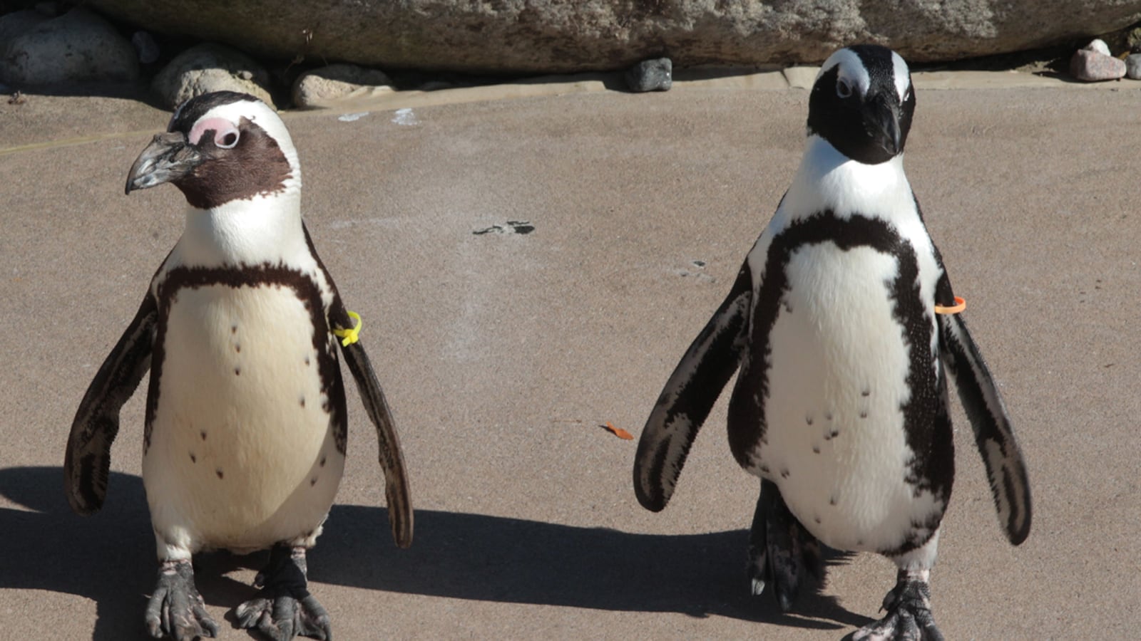 cheats/2011/12/13/gay-penguin-gets-a-girlfriend/gay-penguins-to-reunite-cheat_jn6jd2