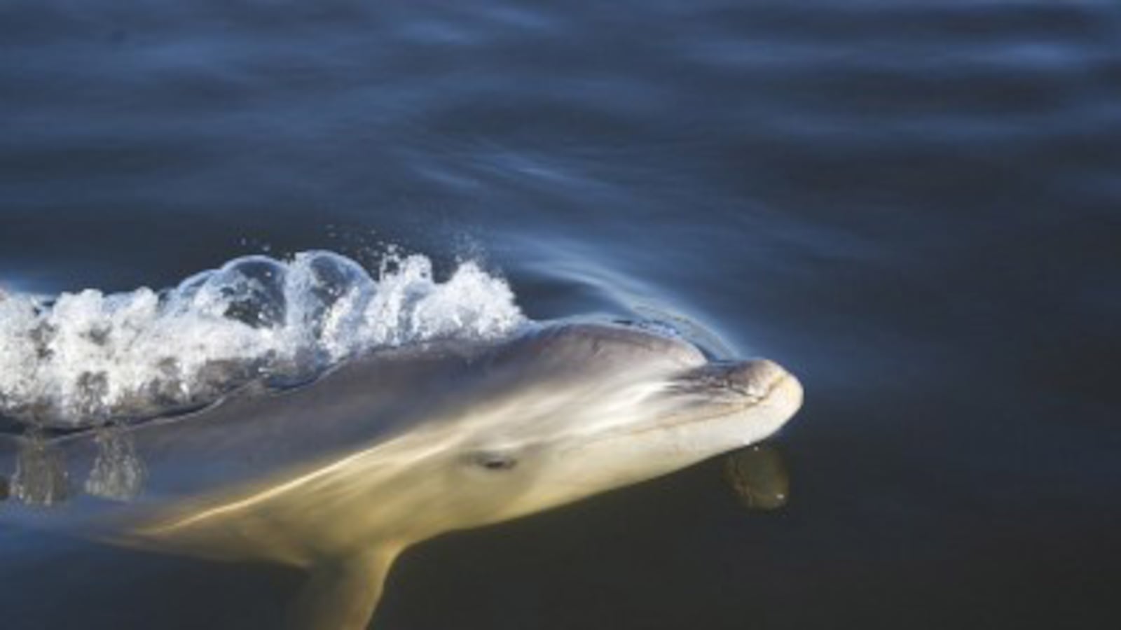 cheats/2011/09/16/new-dolphin-species-discovered/burrunan-dolphin-new-species-australia-cheat_kcg40z