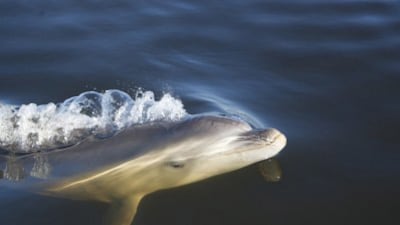 cheats/2011/09/16/new-dolphin-species-discovered/burrunan-dolphin-new-species-australia-cheat_kcg40z