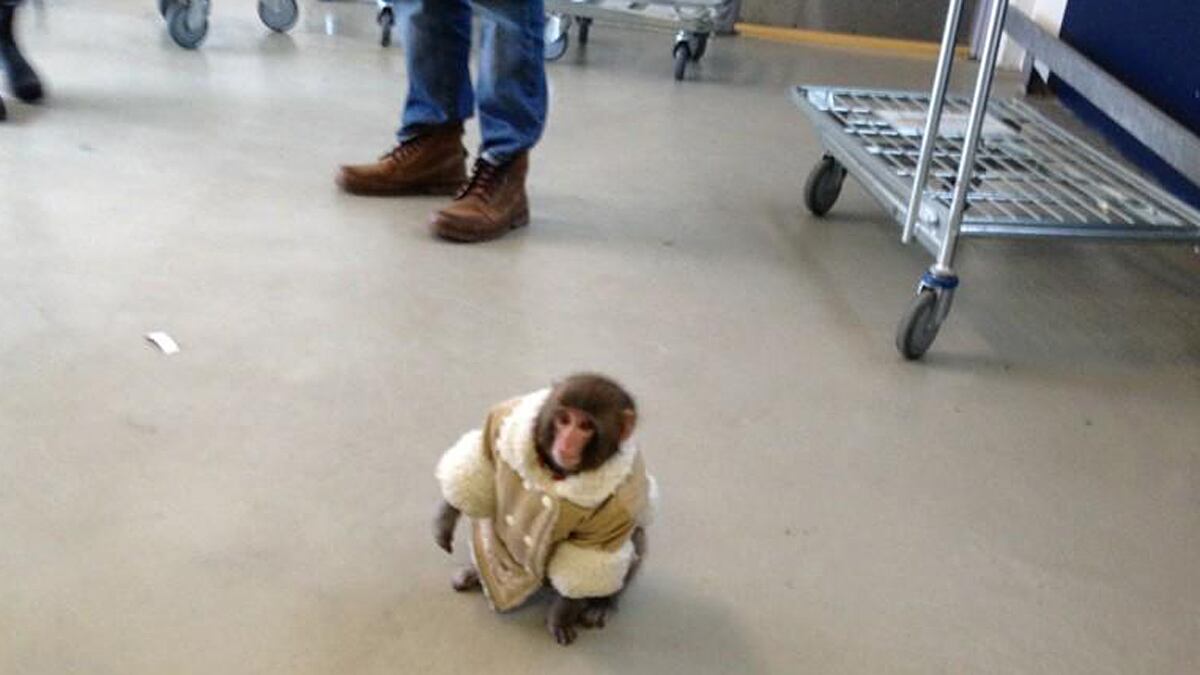 cheats/2012/12/09/monkey-found-in-toronto-ikea/ikea-monkey-cheat_cevoe2