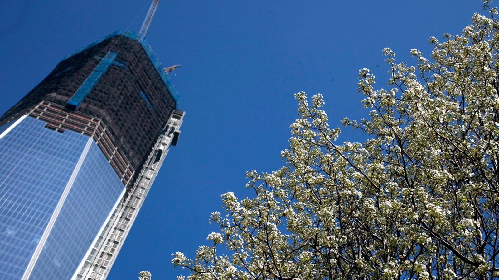 articles/2012/03/24/the-sept-11-survivor-tree-in-bloom/911-survivor-tree-daly_muk8hu