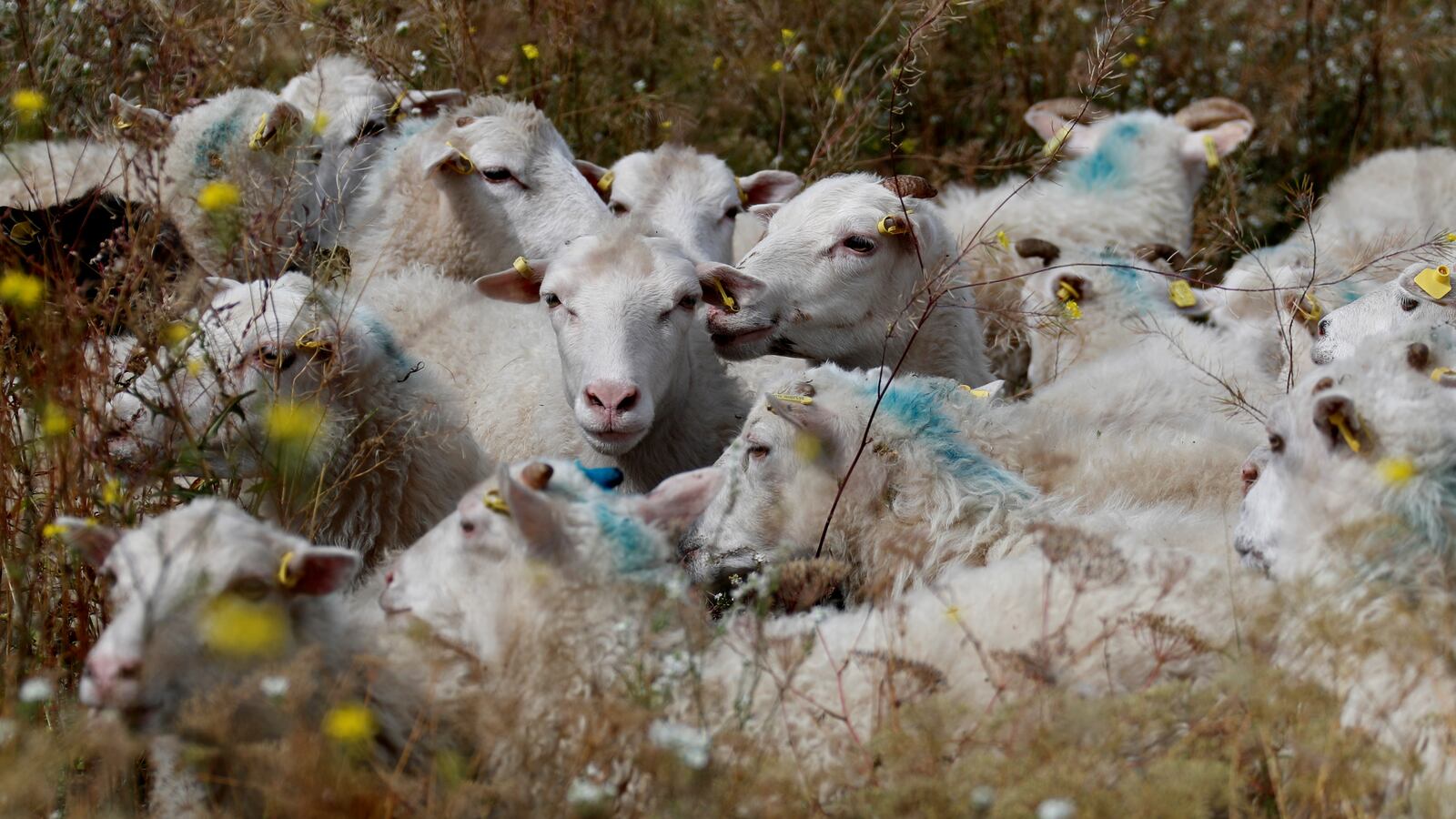 2019-08-12T000000Z_201770975_RC11F12A5270_RTRMADP_3_GERMANY-ODDLY_fhtlfp