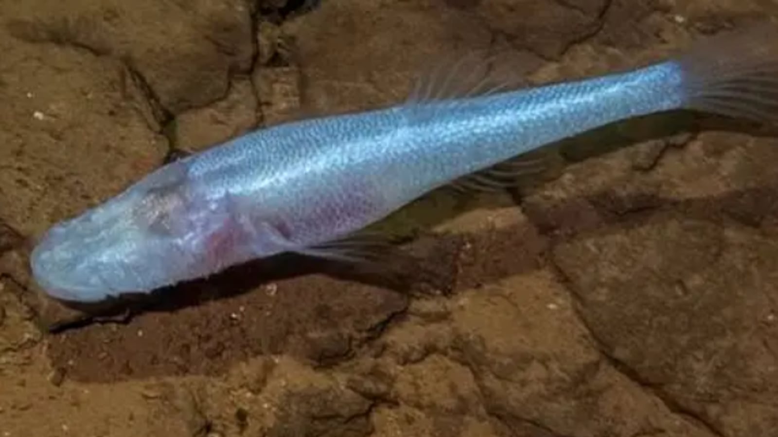 demon fish